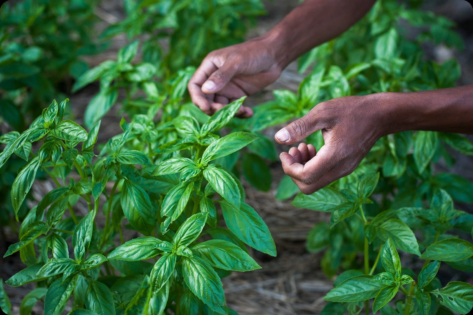 Hands tending fresh basil plants in a garden
