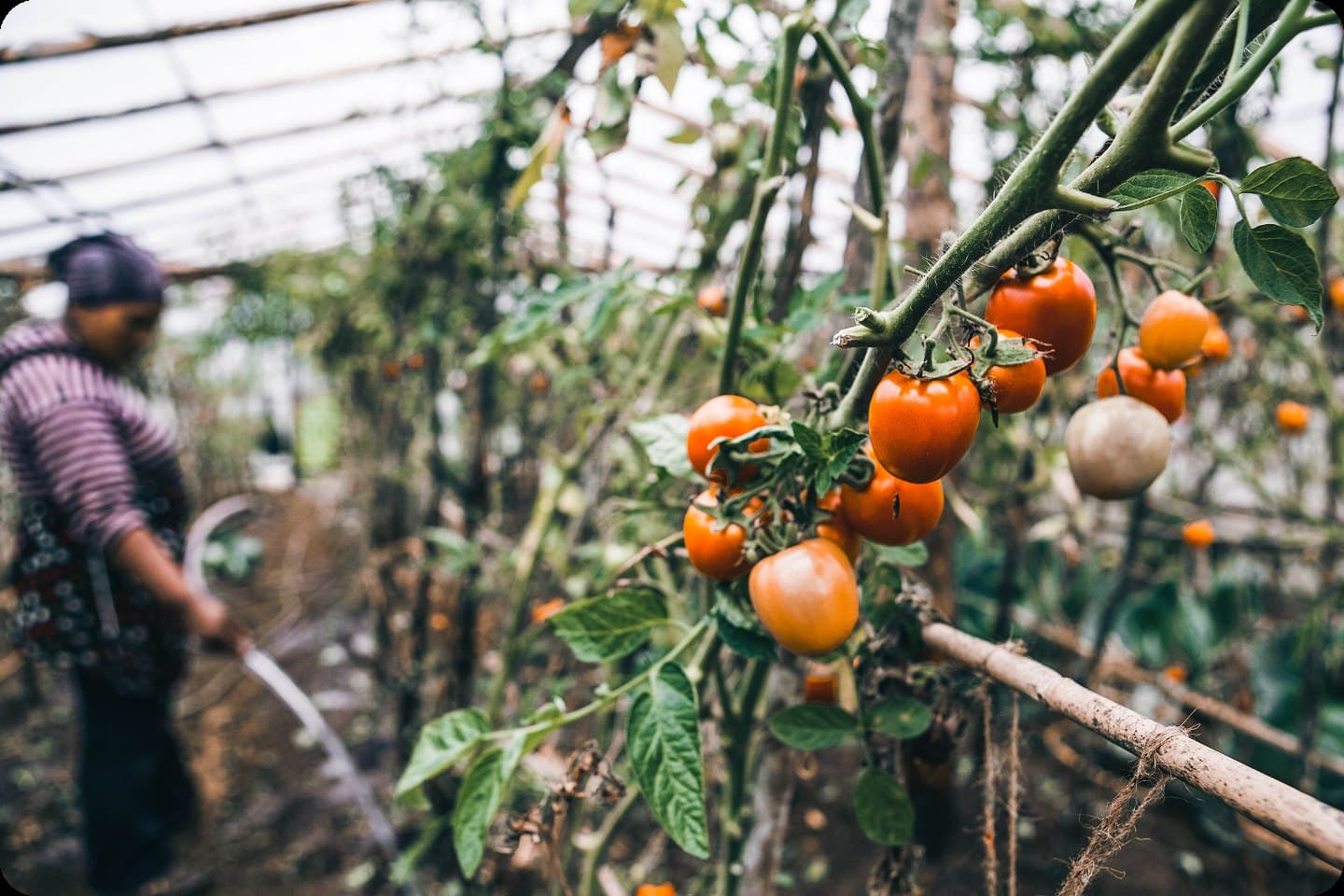 Ripe tomatoes on the vine in a greenhouse